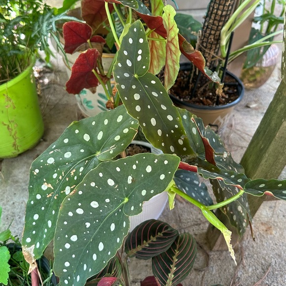 ❤️BOOKMARK🌟POSH AMBASSADOR🌟     Maria L - Picture 14 of 16